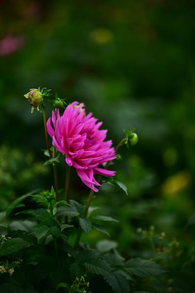 DSC_0218.JPG