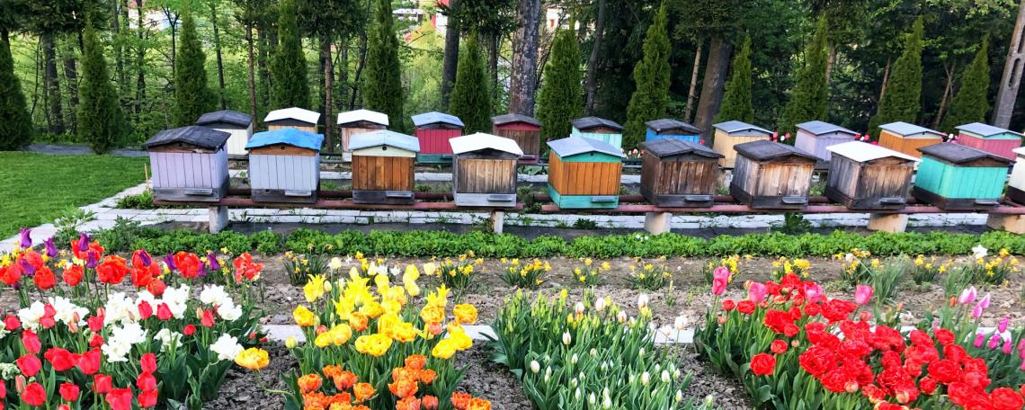 Ule i kwiatki